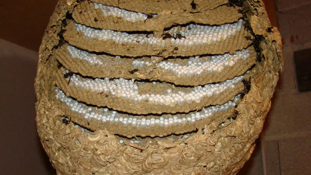 Destruction nid de frelon : les bons réflexes et les erreurs à éviter