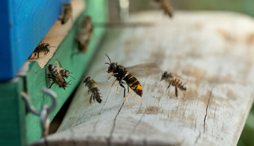 Frelon asiatique en vol stationnaire devant une ruche