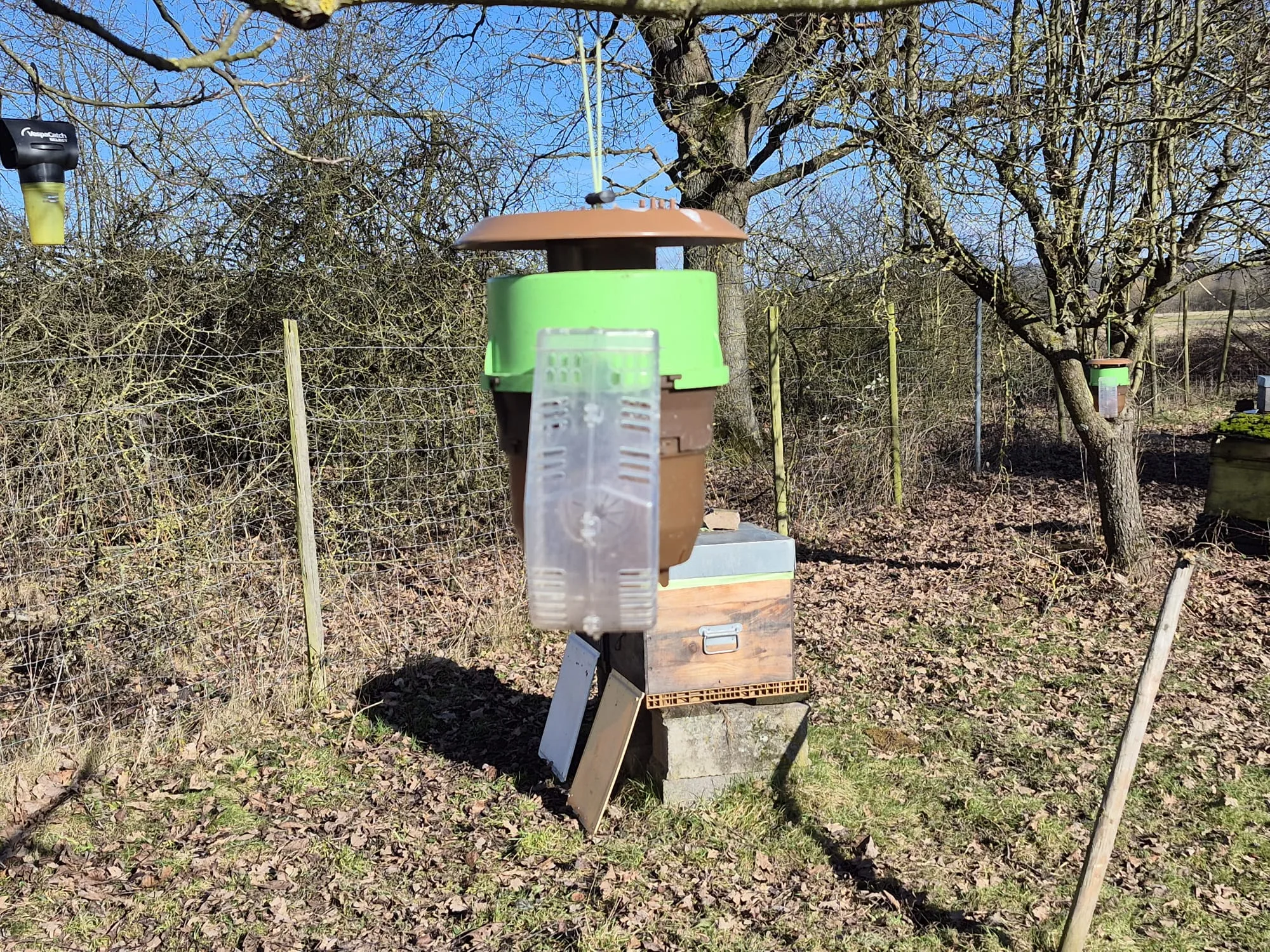 Piège frelon asiatique : période, méthode et erreurs à éviter