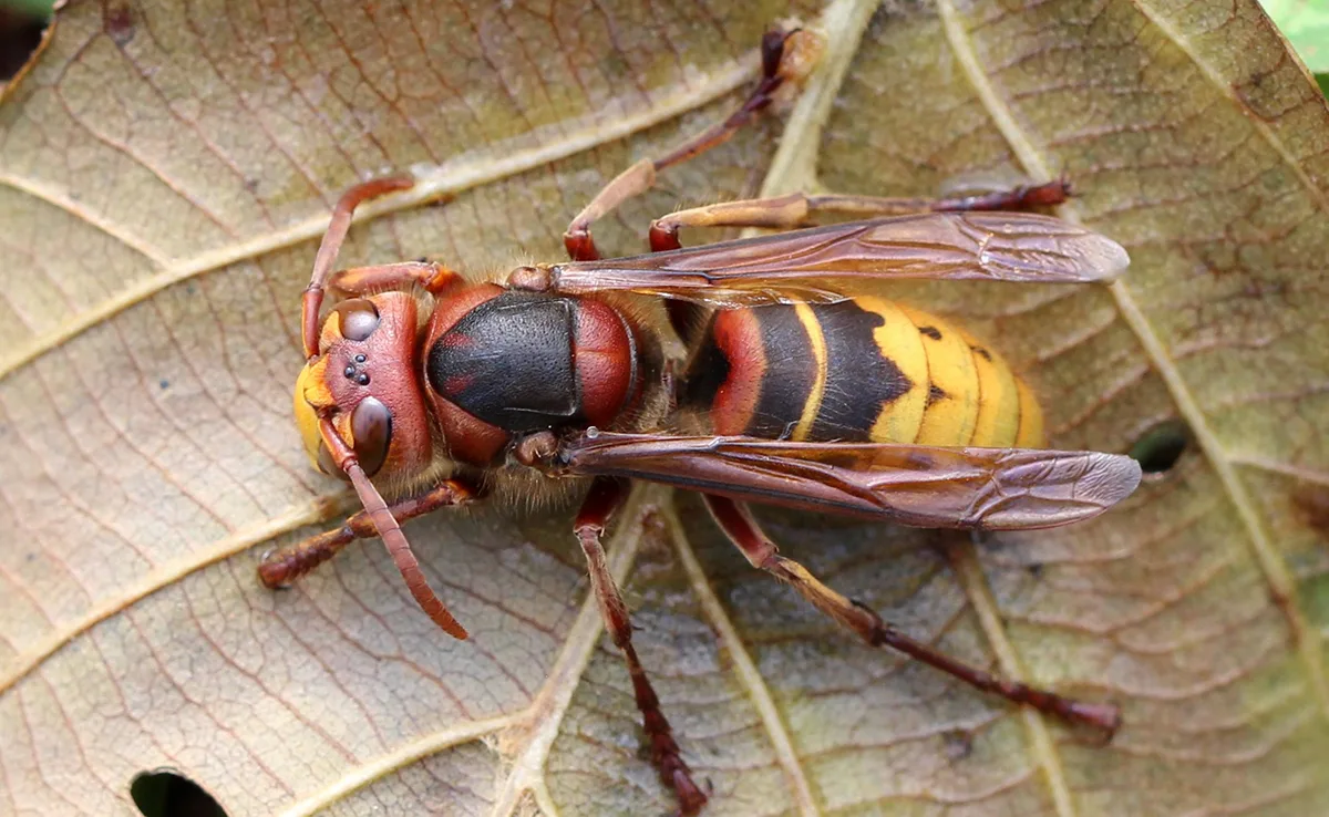 Piqûre de frelon européen : symptômes, risque et bons réflexes