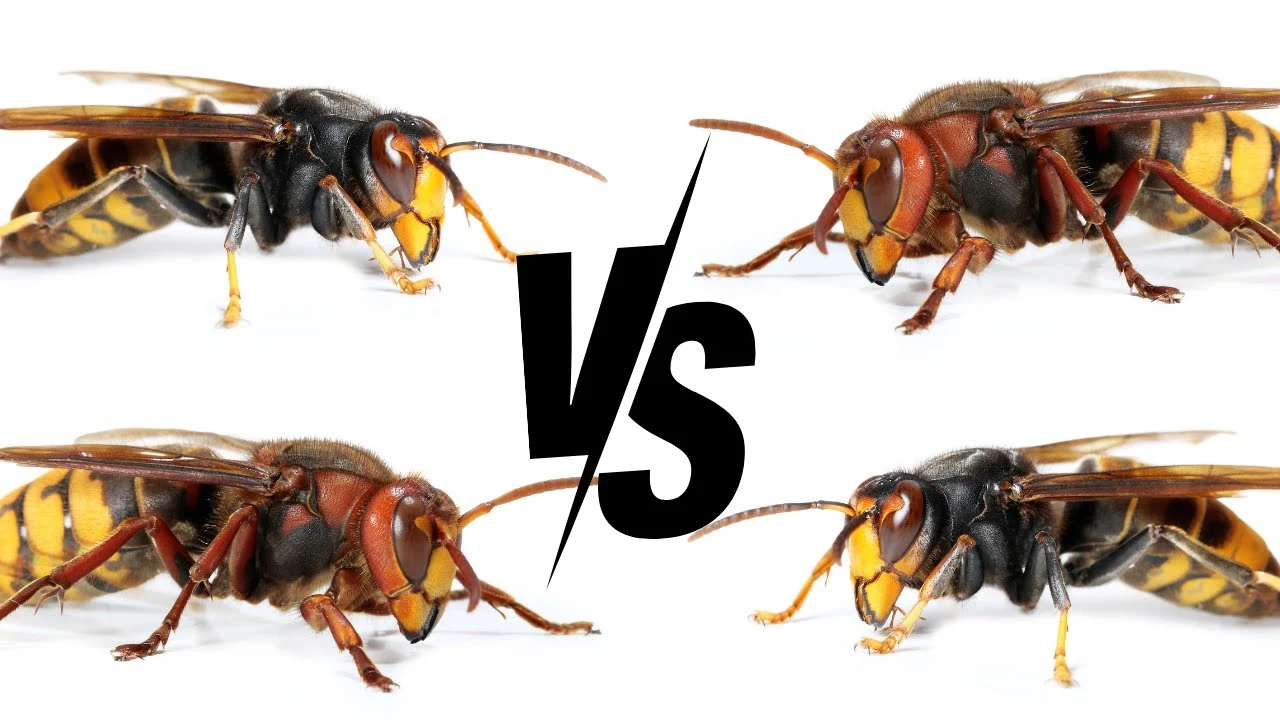 Pattes jaunes du frelon asiatique