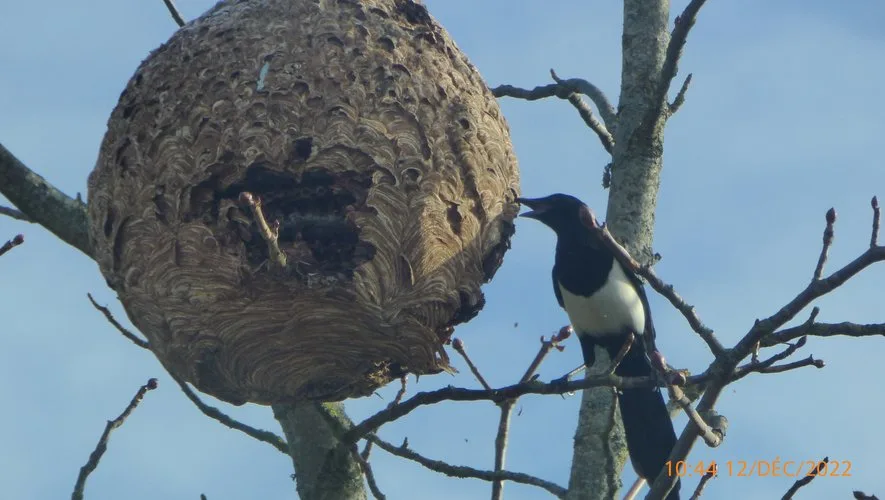 Frelon asiatique : que faire en cas de nid ou de frelons près de chez vous (guide simple)