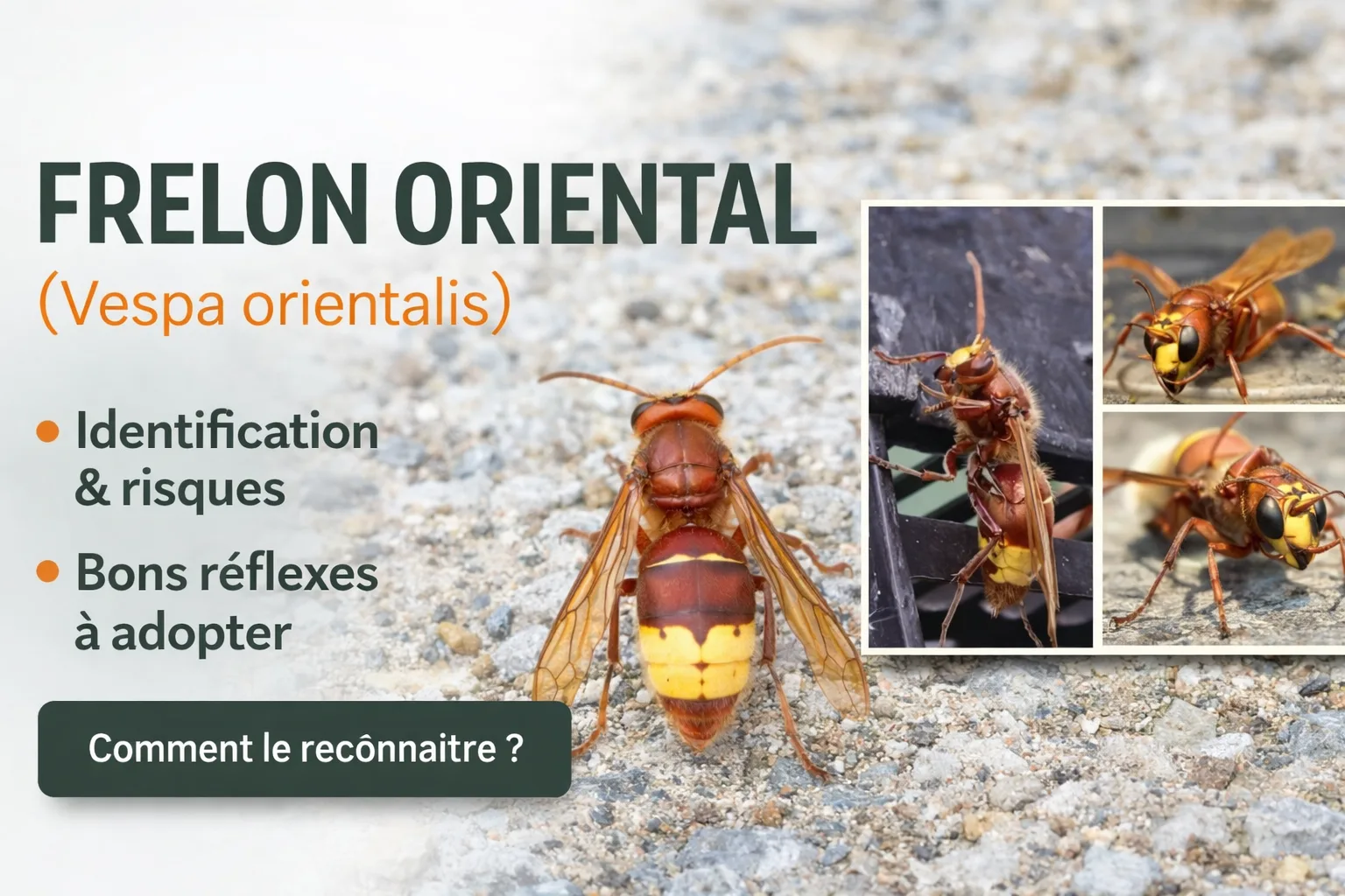 Frelon oriental (Vespa orientalis) : le reconnaître, risques et que faire