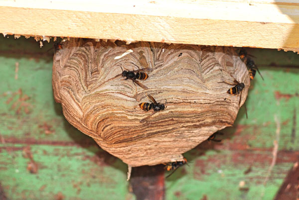 Allers-retours de frelons près d’une tuile ou d’une gouttière