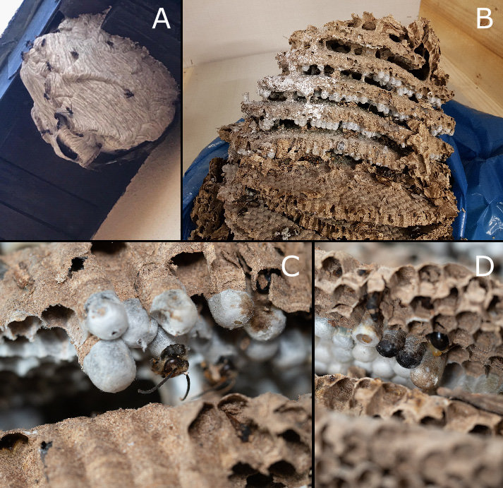 Professionnel équipé intervenant sur un nid de frelons sous toiture
