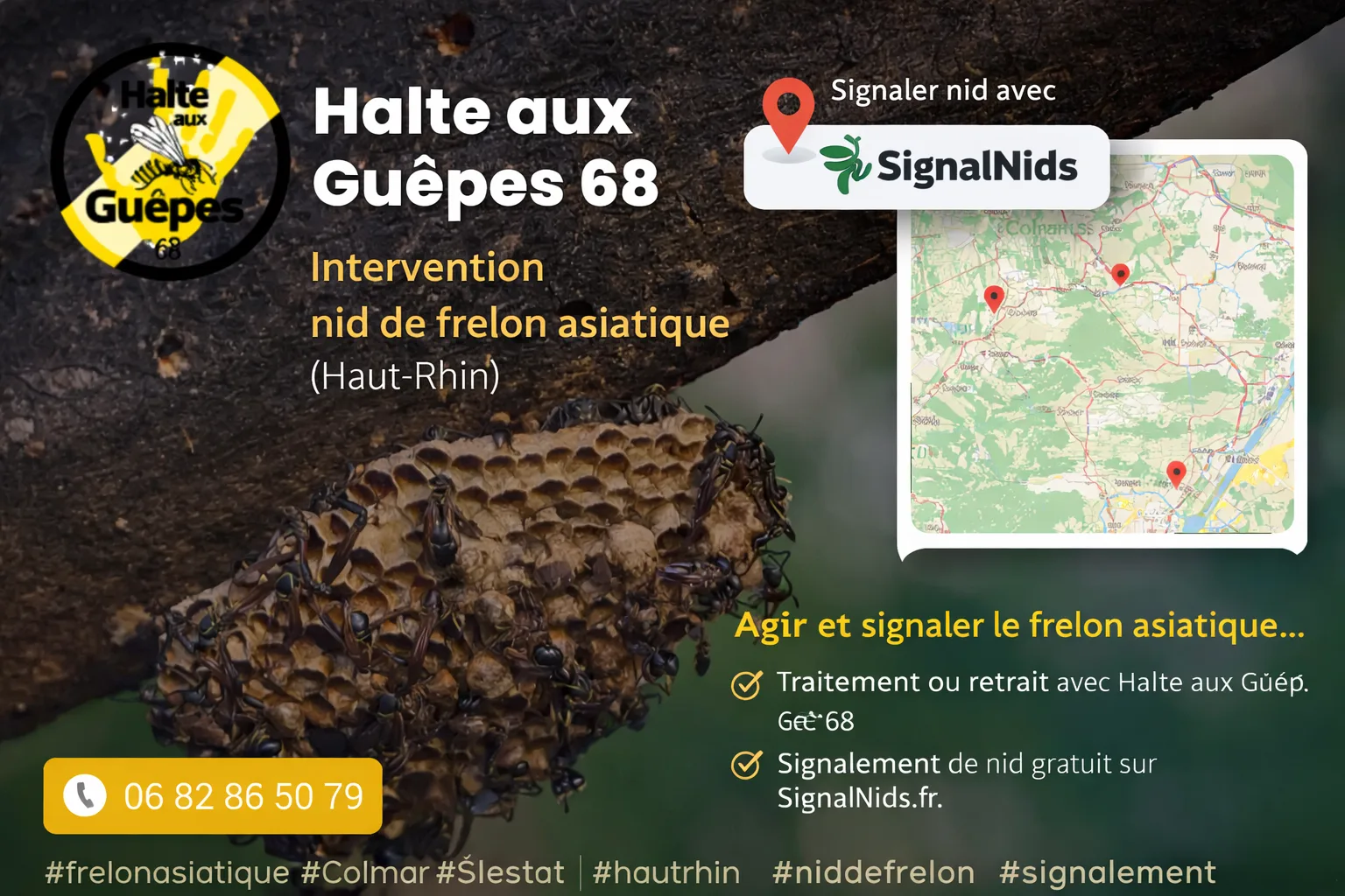 Halte aux Guêpes 68 : intervention nid de frelon asiatique dans le Haut-Rhin + signalement SignalNids