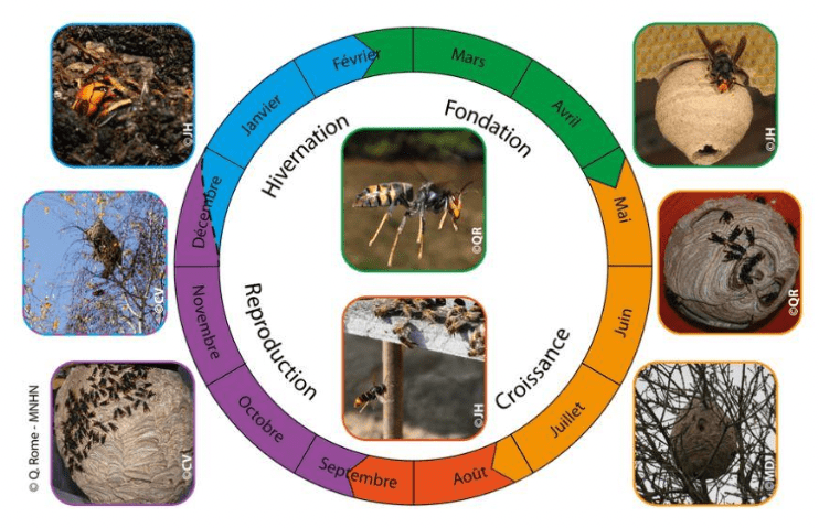 Larve de frelon asiatique : rôle, danger et développement