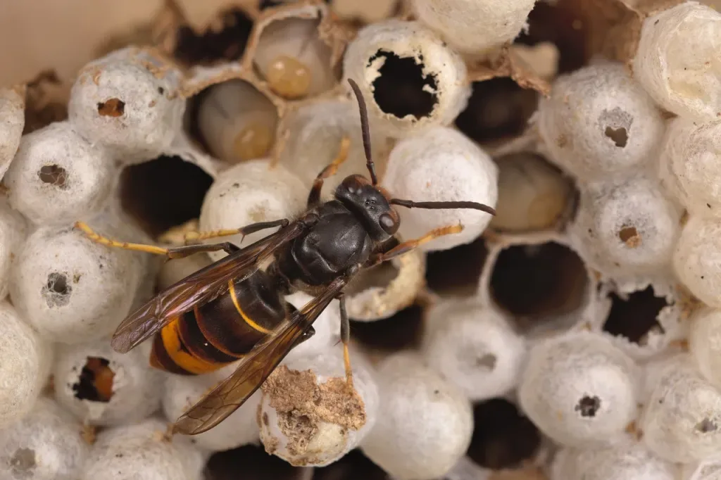 Localisation d’un nid de frelon asiatique : comment le repérer et agir