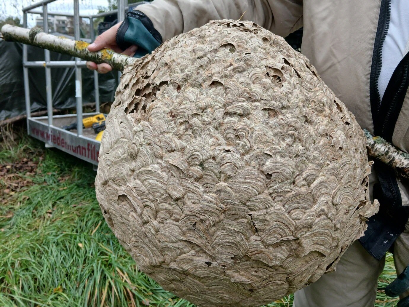 Grand nid de frelon asiatique très développé à la fin de l'été