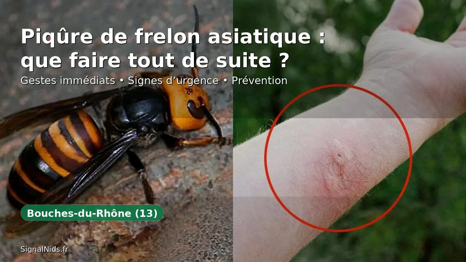 Piqûre de frelon asiatique Bouches-du-Rhône (13) : que faire ? Urgence 18 / 15 / 112