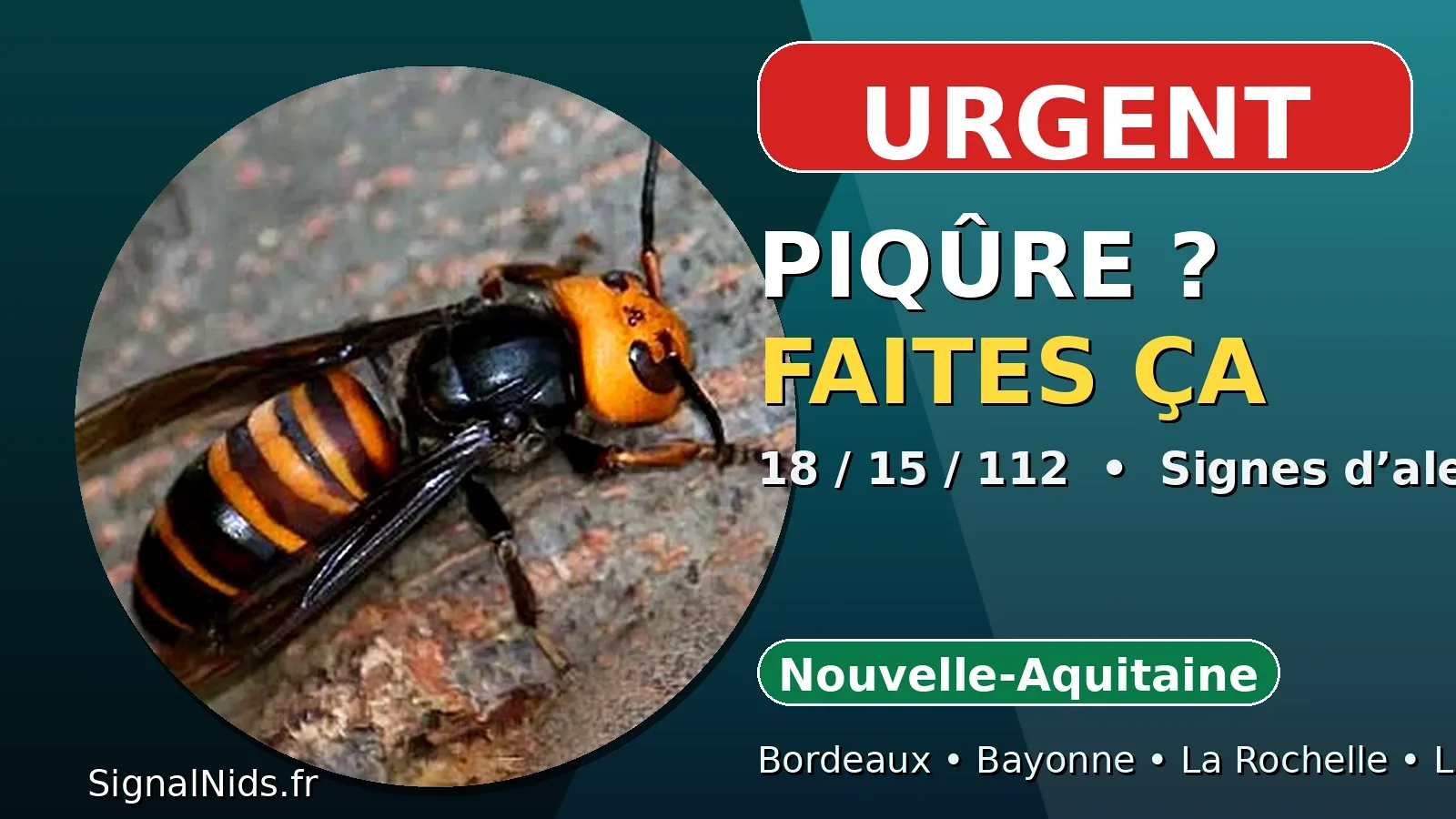 Piqûre de frelon asiatique en Nouvelle-Aquitaine : que faire ? Urgence 18 / 15 / 112