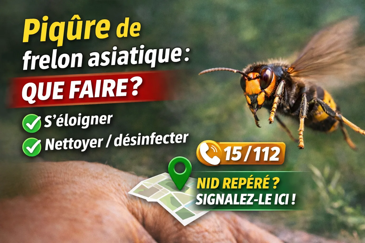 Piqûre de frelon asiatique : que faire ? Urgence 15/112