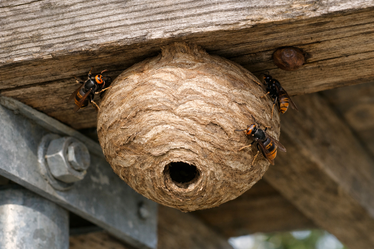 Nid primaire arrondi fixé sous une poutre en bois