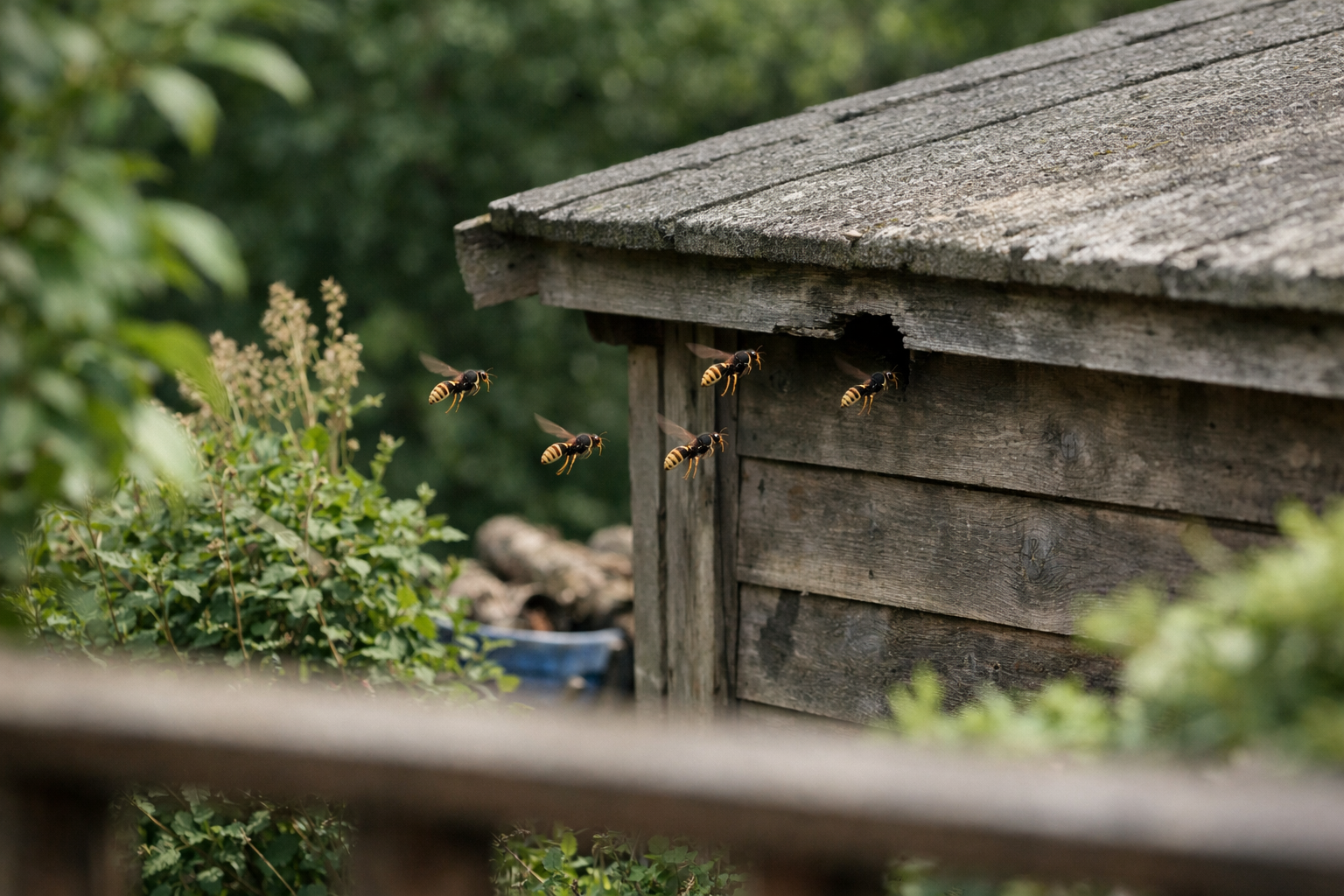 Frelons asiatiques suivant une trajectoire vers un abri de jardin