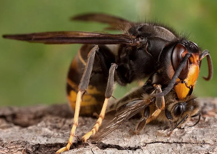 Frelon asiatique : bruit, comportement et agressivité