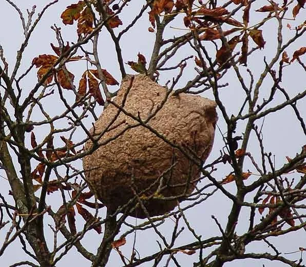 Nid de frelon asiatique : comment le reconnaître et que faire