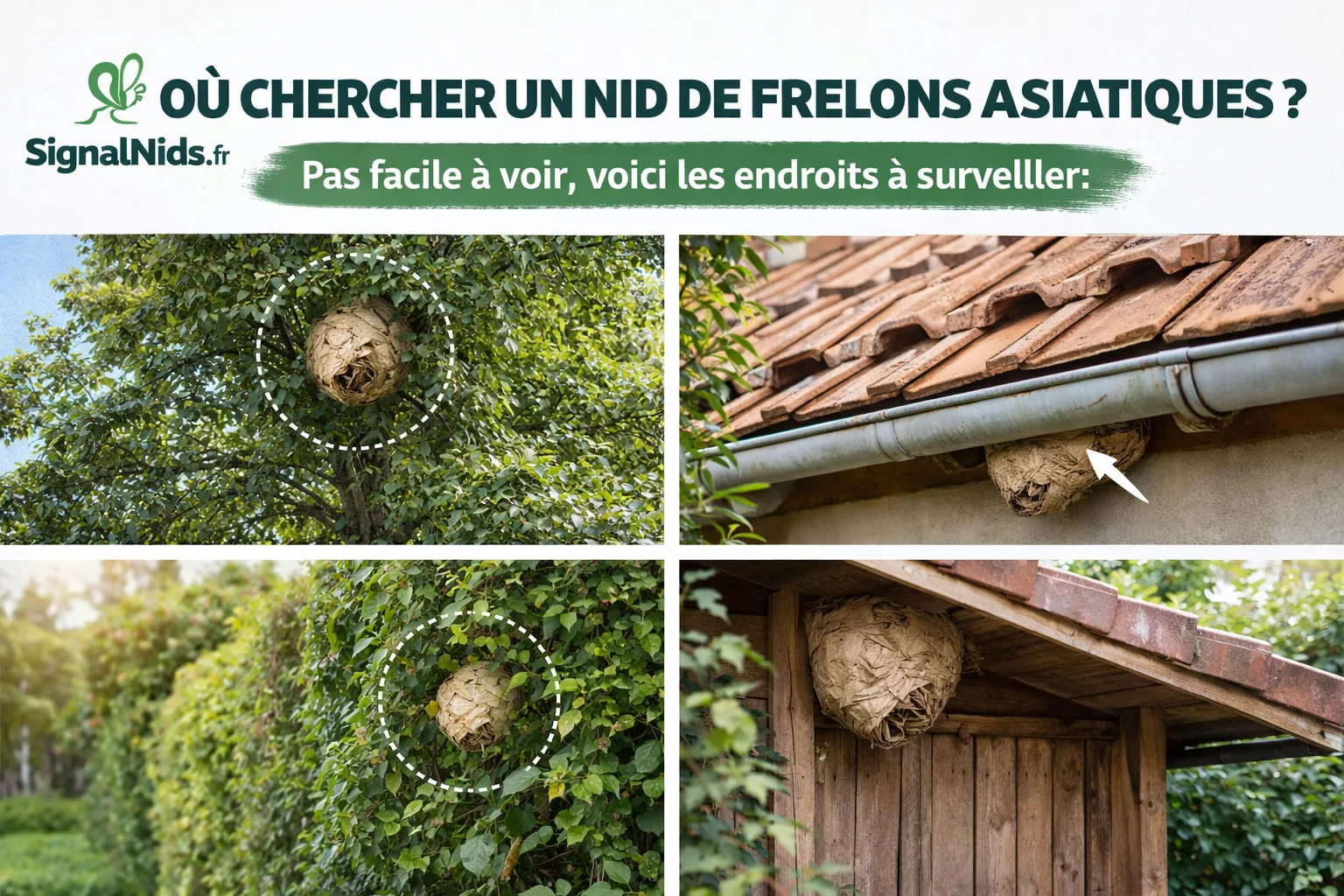 Où chercher un nid de frelon asiatique autour de sa maison ? Guide complet pour le repérer