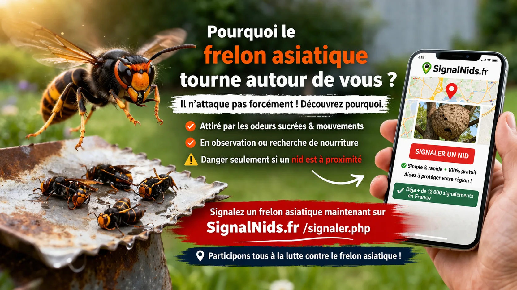 Pourquoi le frelon asiatique tourne autour de vous ? Comprendre son comportement et les risques