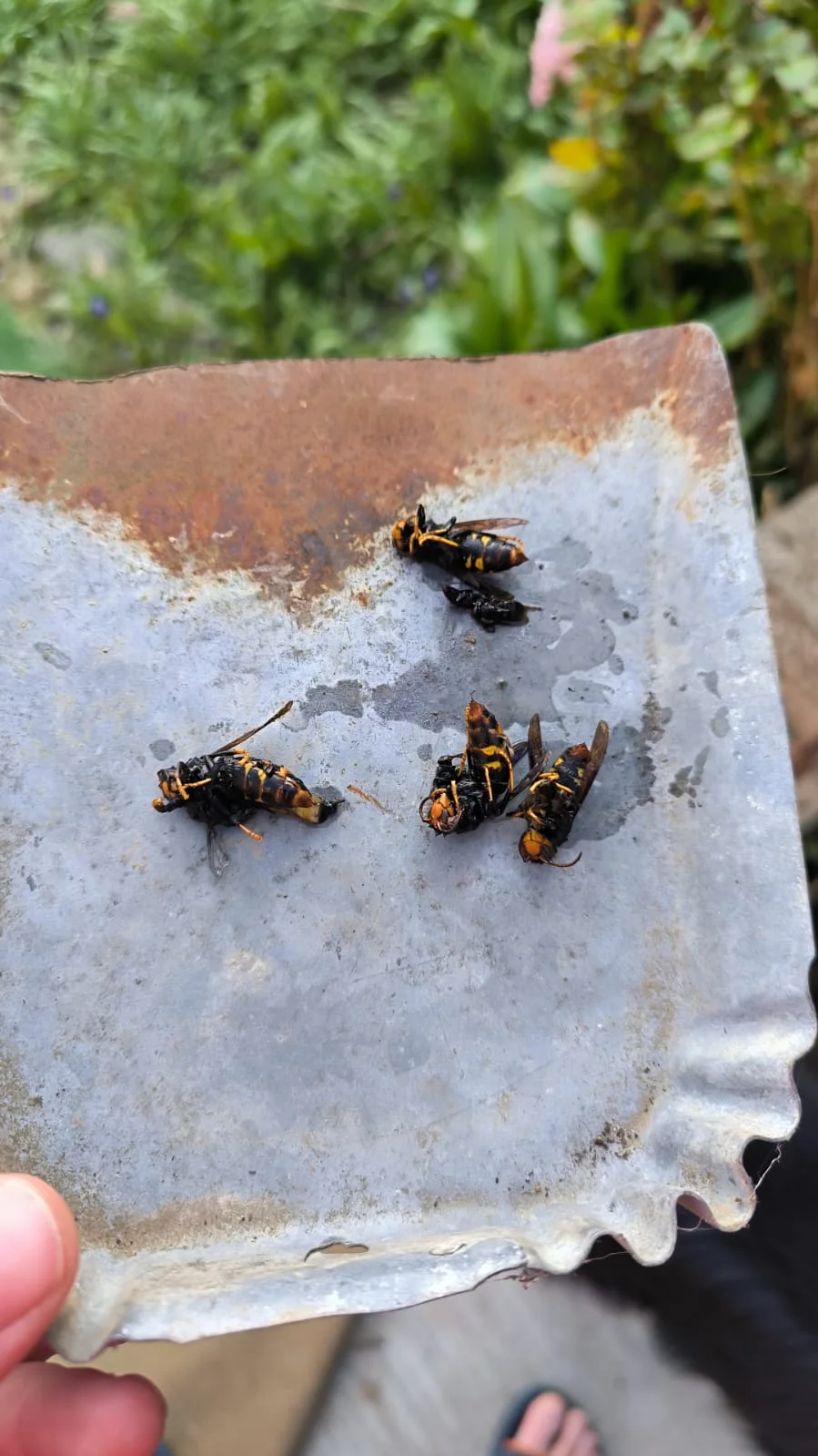 SignalNids.fr: La Révolution Anti-Frelon Asiatique est en Marche