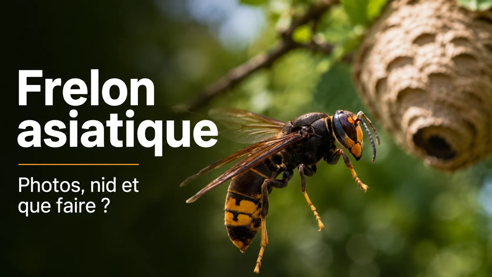 Frelon asiatique en France : photos, carte 2026 et que faire ?
