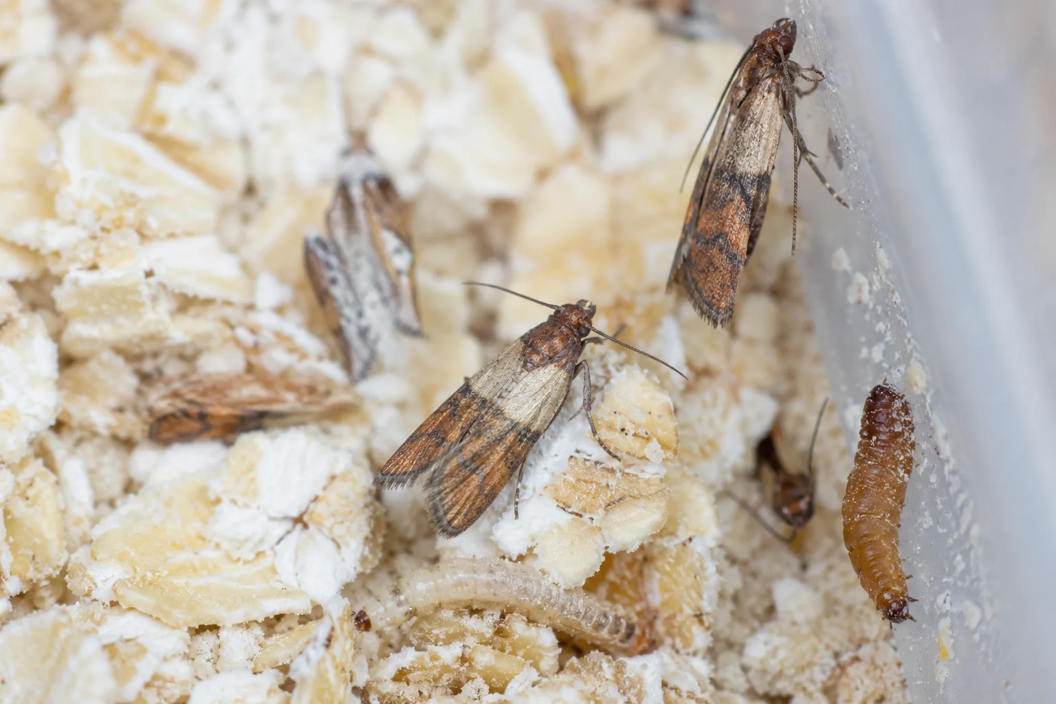 Mites alimentaires dans la cuisine : causes et solutions