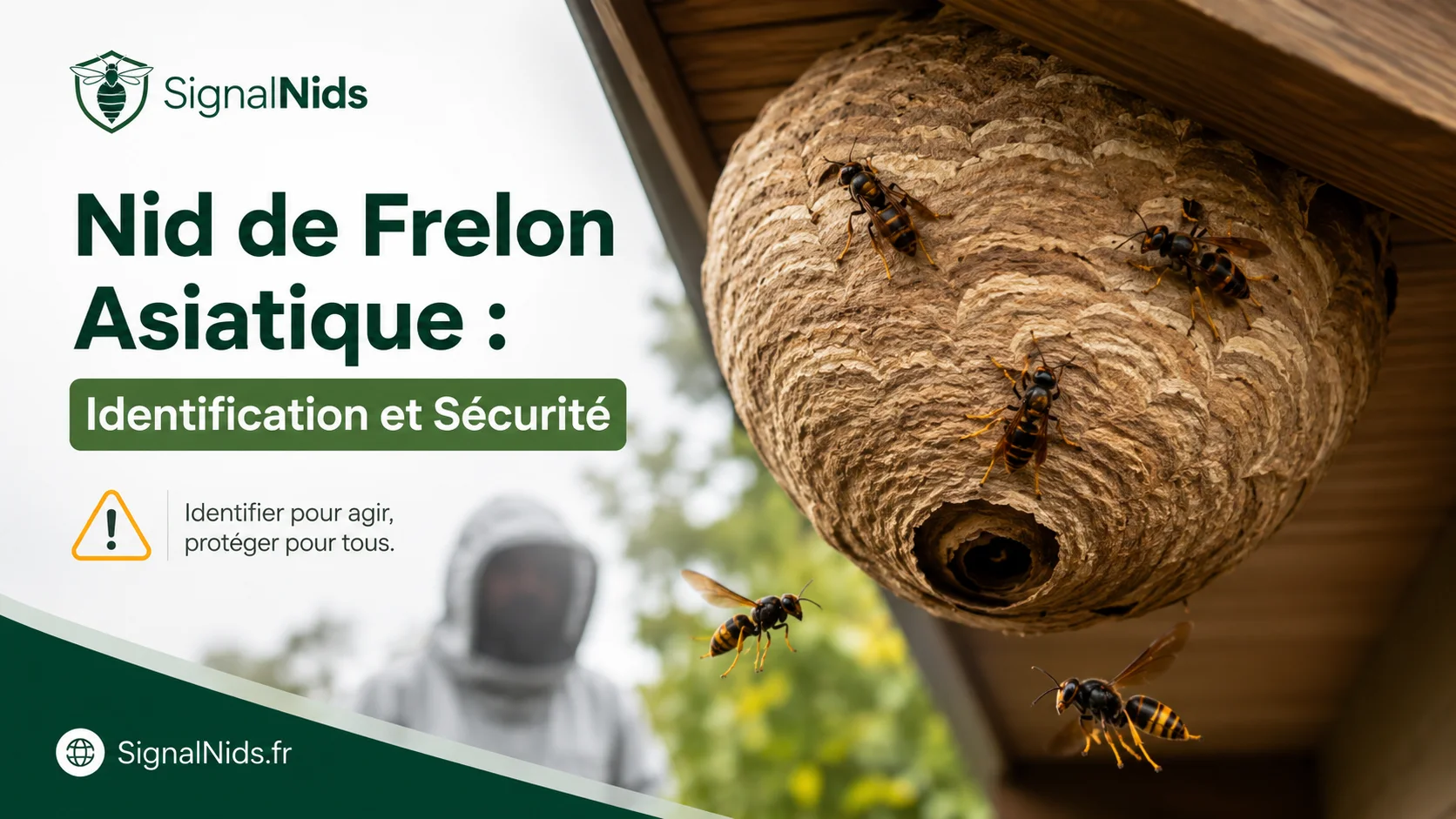 Nid de Frelon Asiatique : Identification et Sécurité