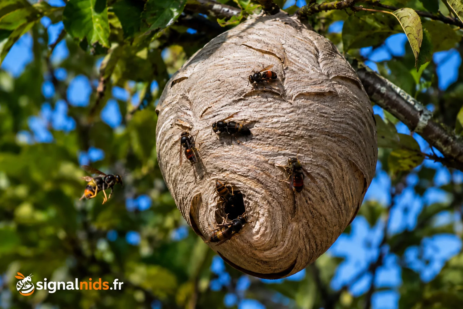 Nid de frelon : qui appeler rapidement ?