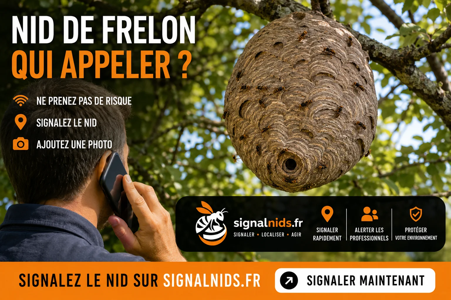 Nid de frelon : qui appeler rapidement ? Mairie, pompiers ou professionnel ?