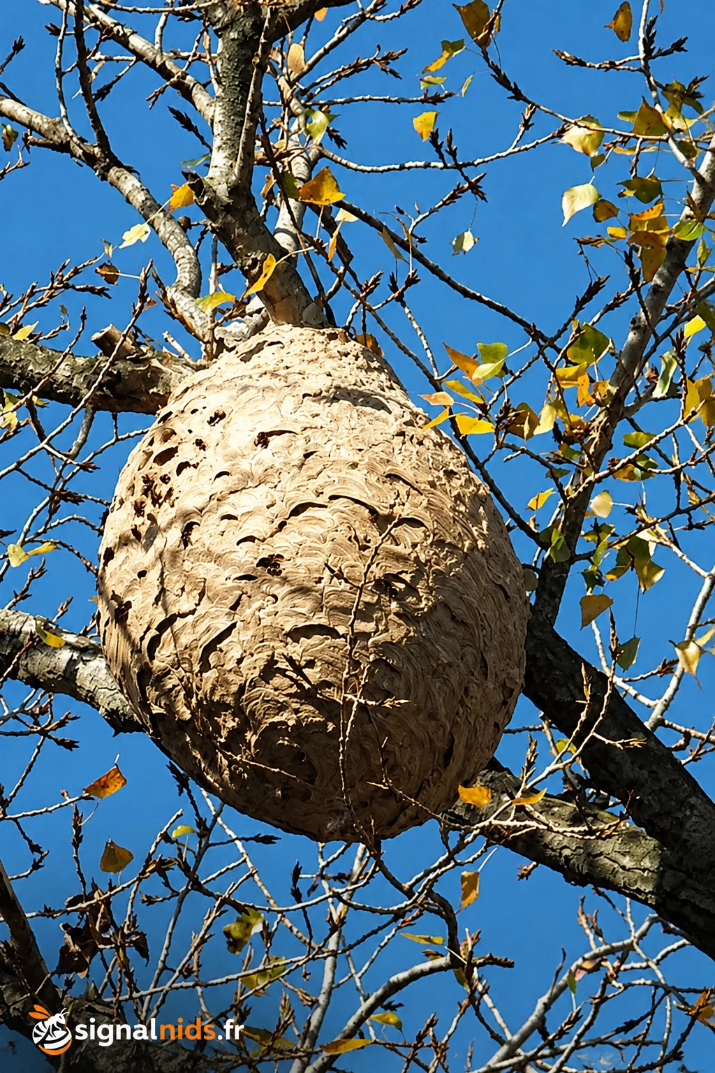 Nid de frelon autour de moi : qui appeler ?
