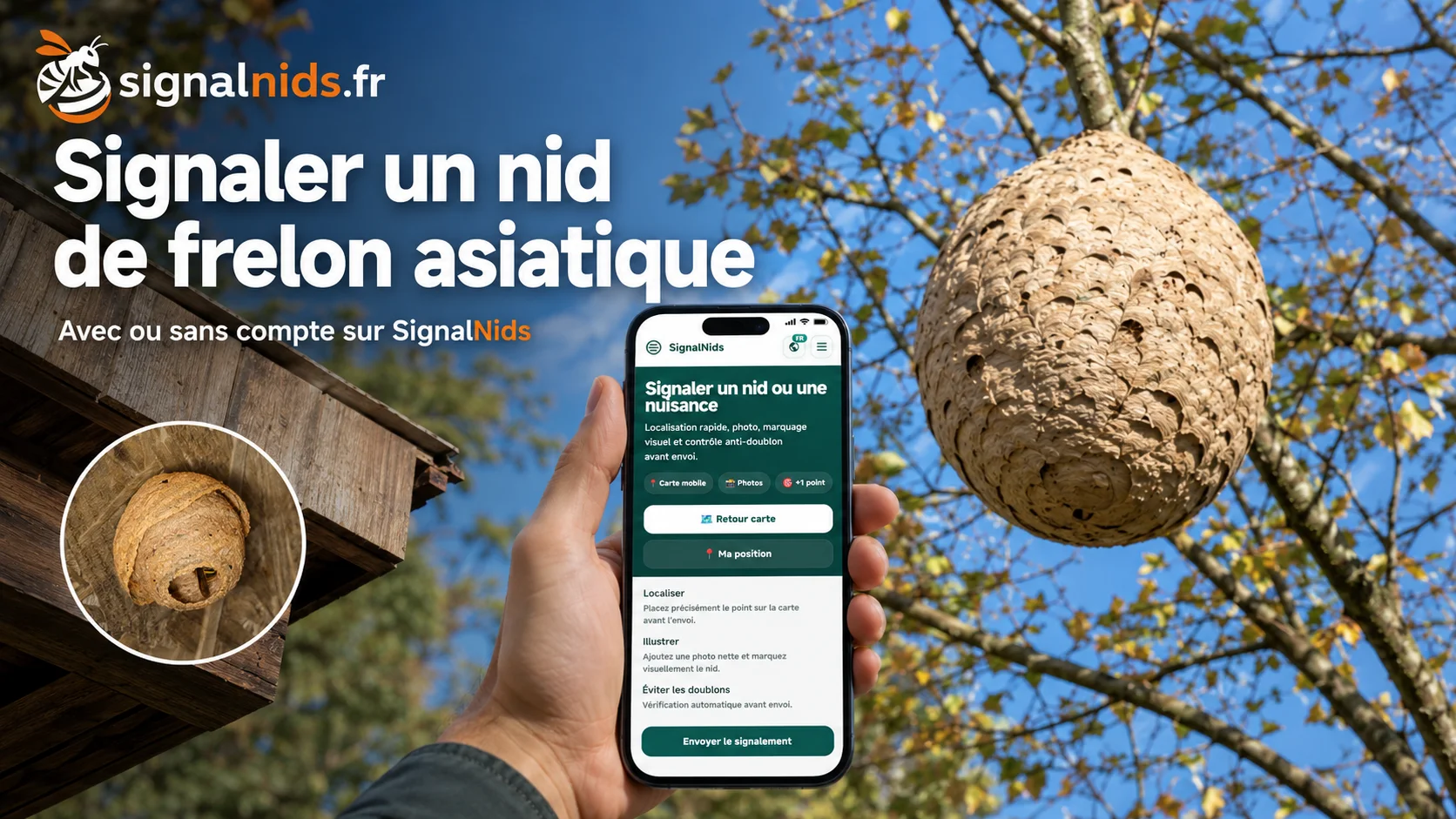 Signaler un nid de frelon asiatique : que faire et où le déclarer rapidement ?