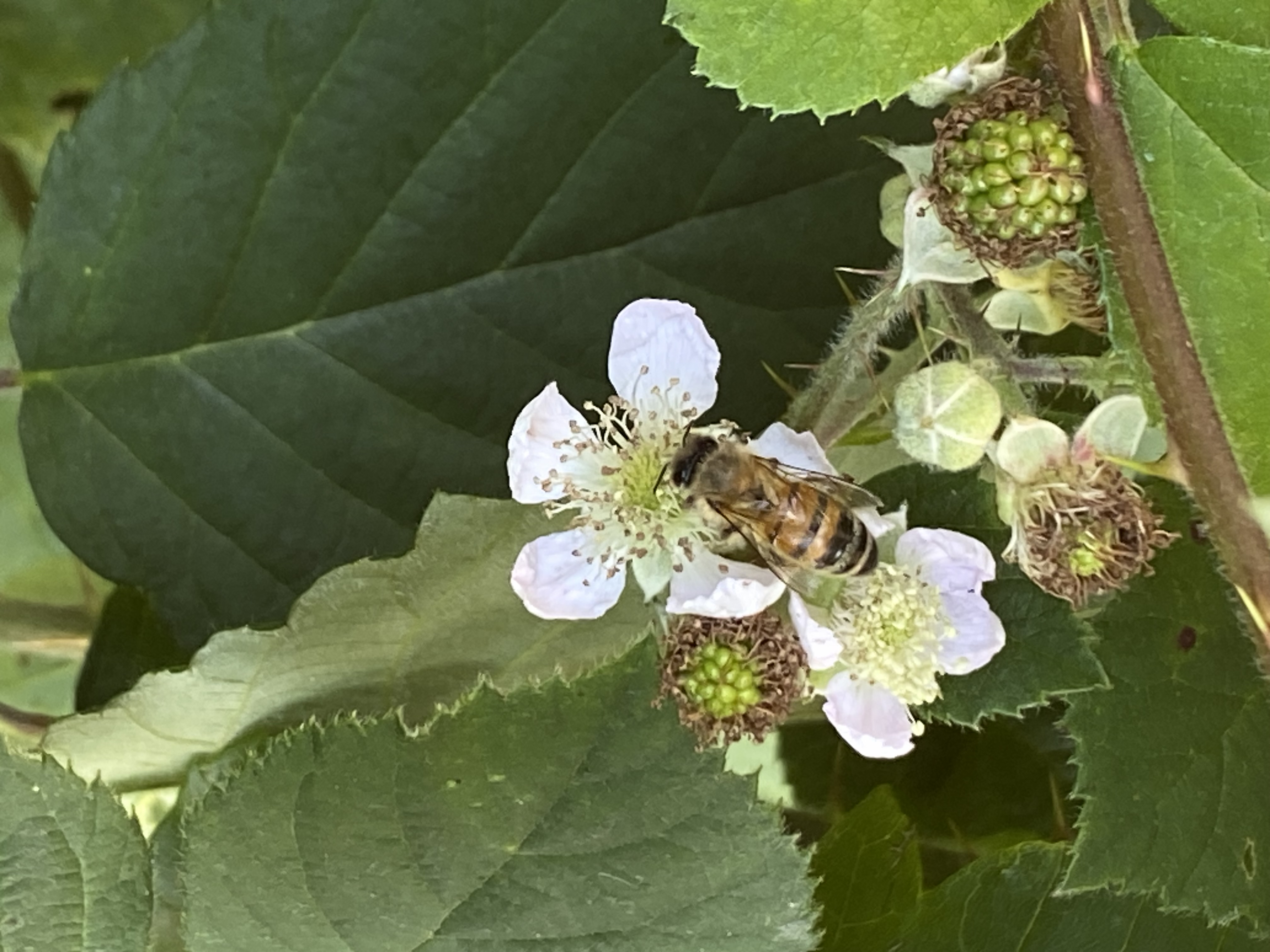 Avatar de Fraferon1964