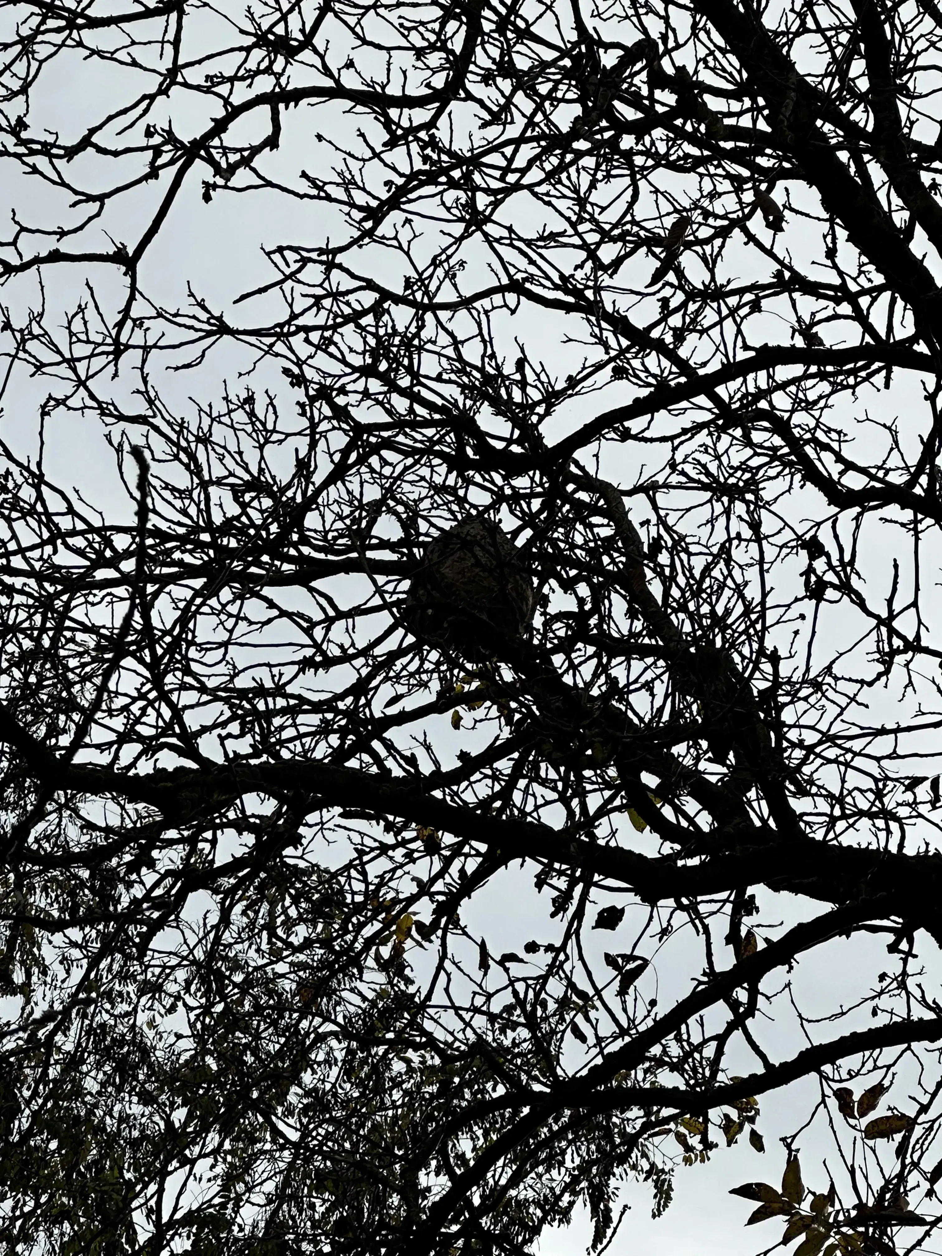 Photo partagée par Sia_guepes