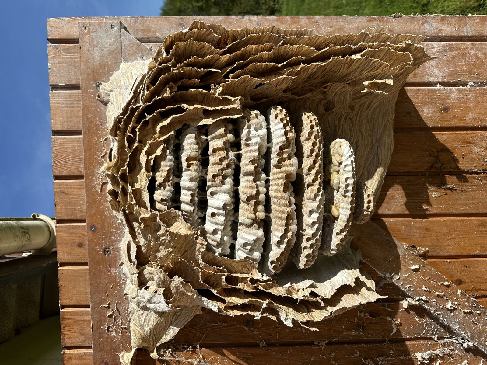 Sïa guêpes — intervention