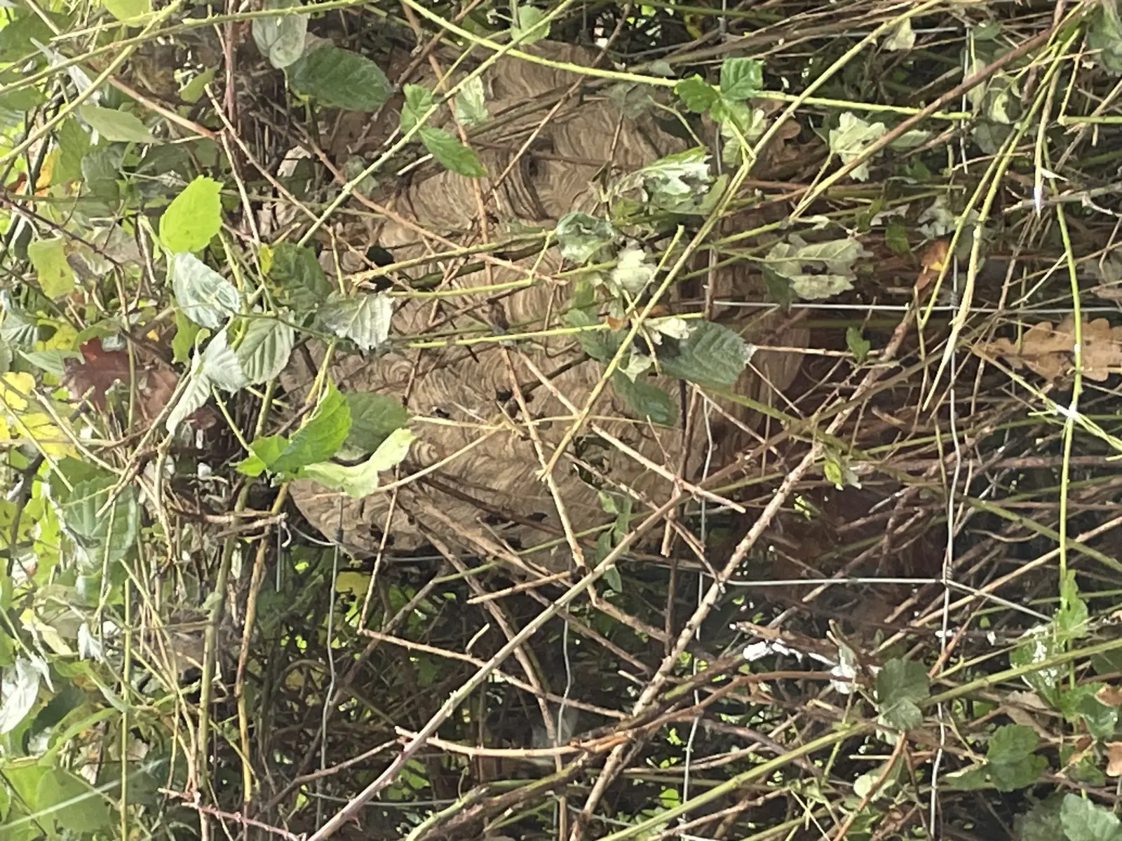 Halt'Ô Frelons Nuisibles Comminges