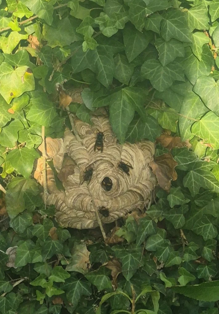 Artois Nuisibles Guêpes frelons