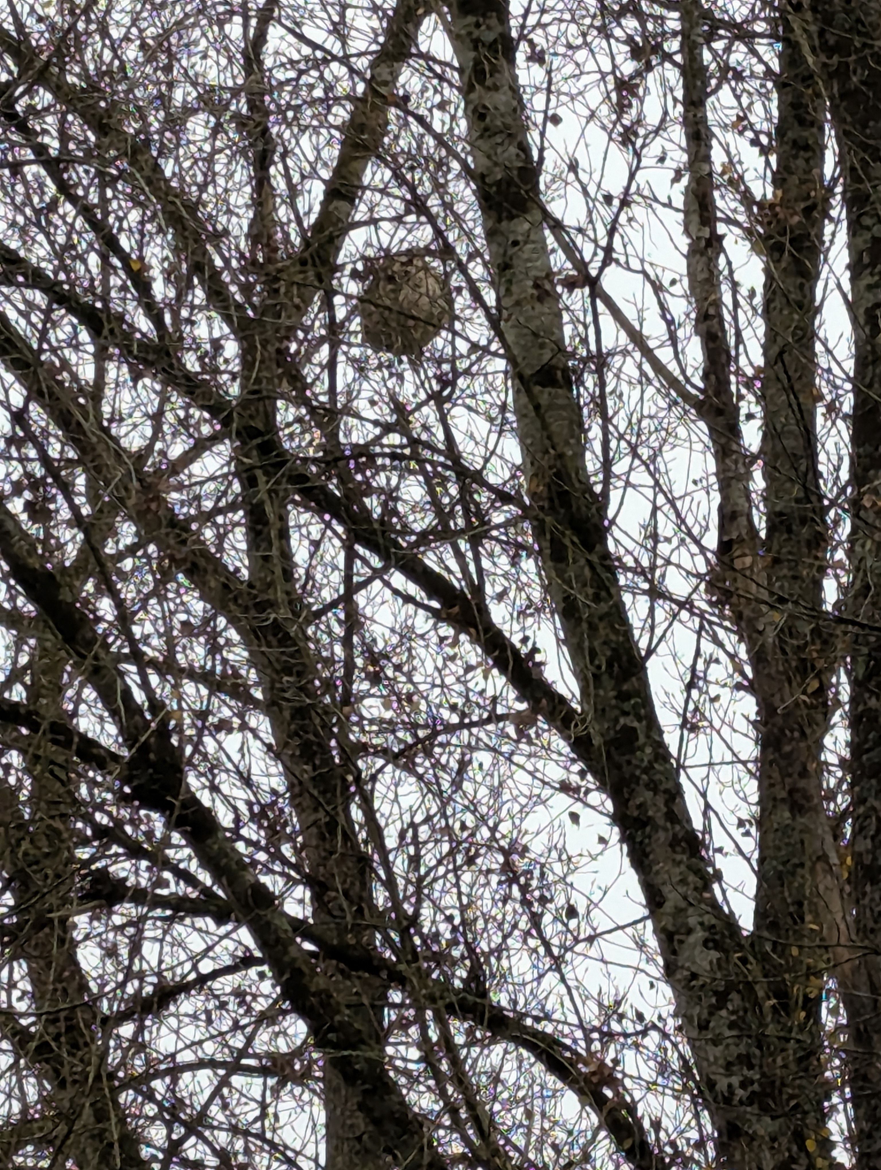 Photo du nid de frelon asiatique signalé à Saint-Étienne-de-Chigny