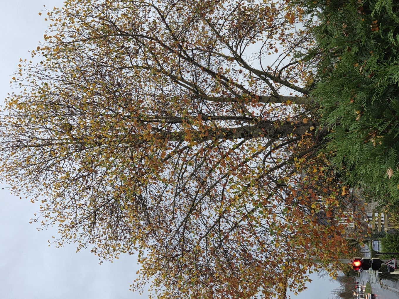 Photo du nid de frelon asiatique signalé à Saint-Lô
