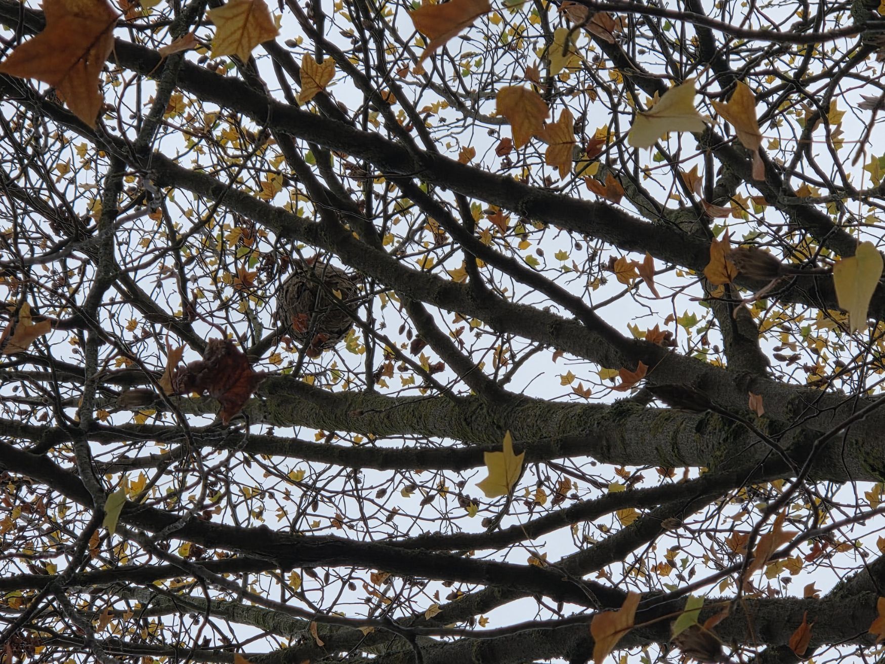 Photo du signalement #101