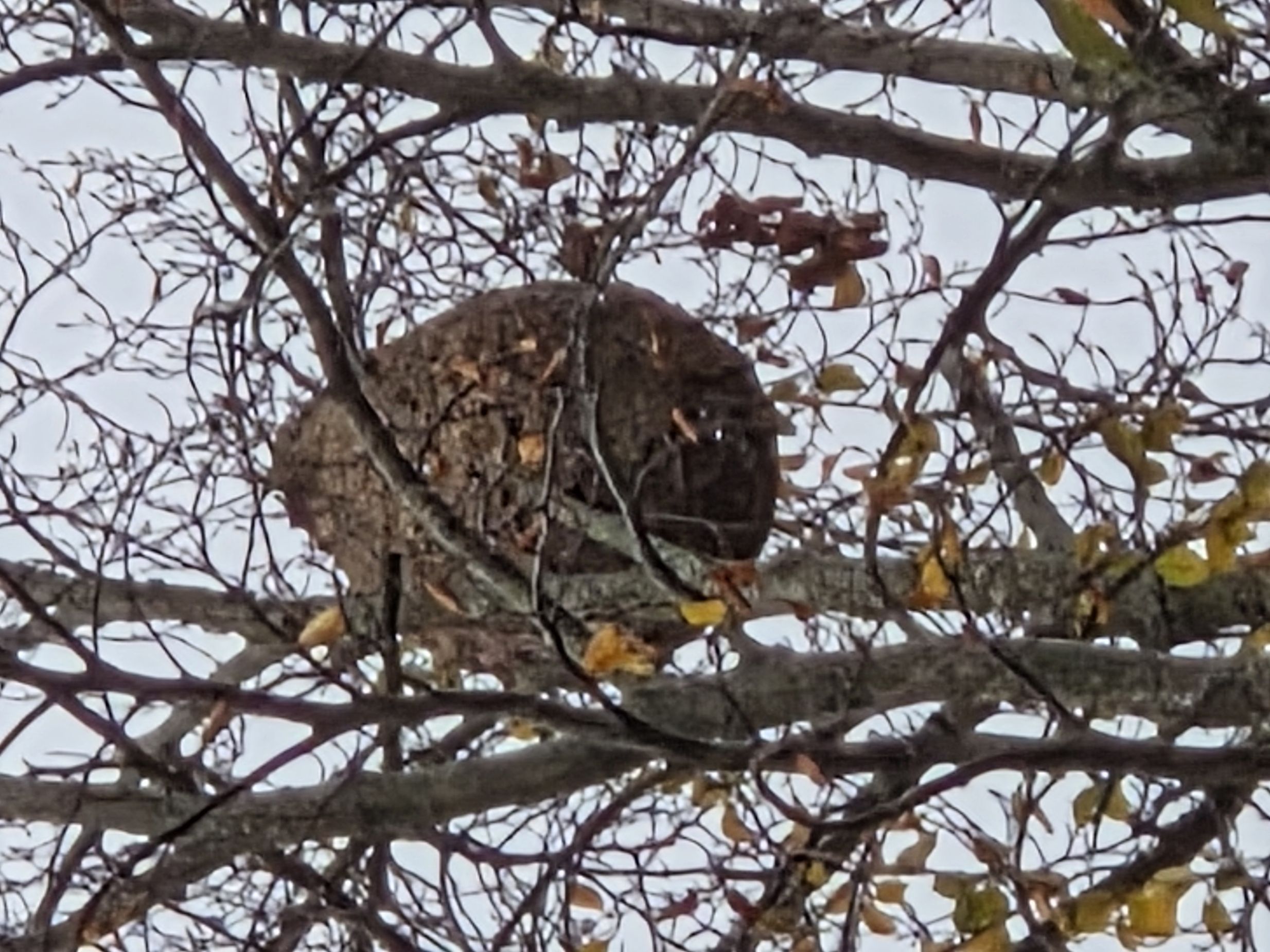 Photo du signalement #102