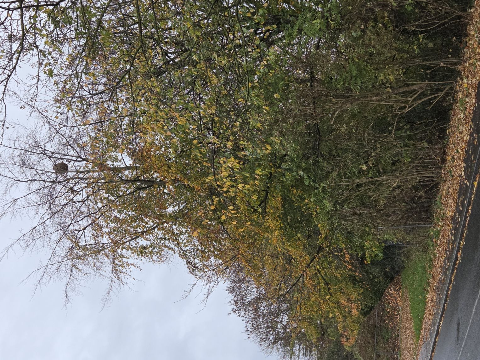 Photo du signalement #102