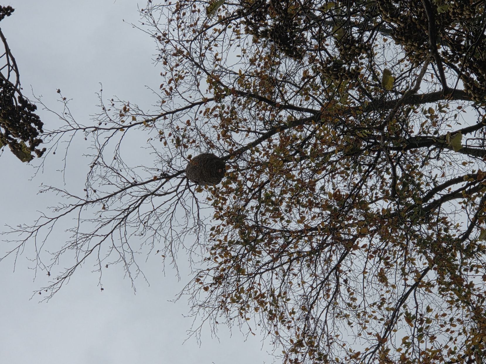 Photo du nid de frelon asiatique signalé à Saint-Lô