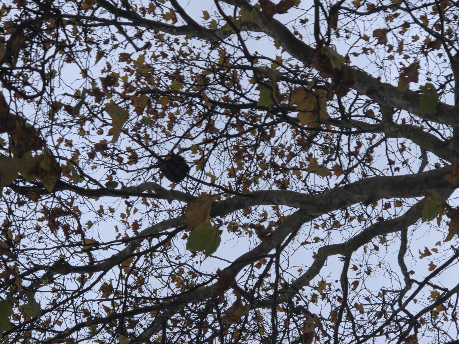 Photo du nid de frelon asiatique signalé à Saint-Lô