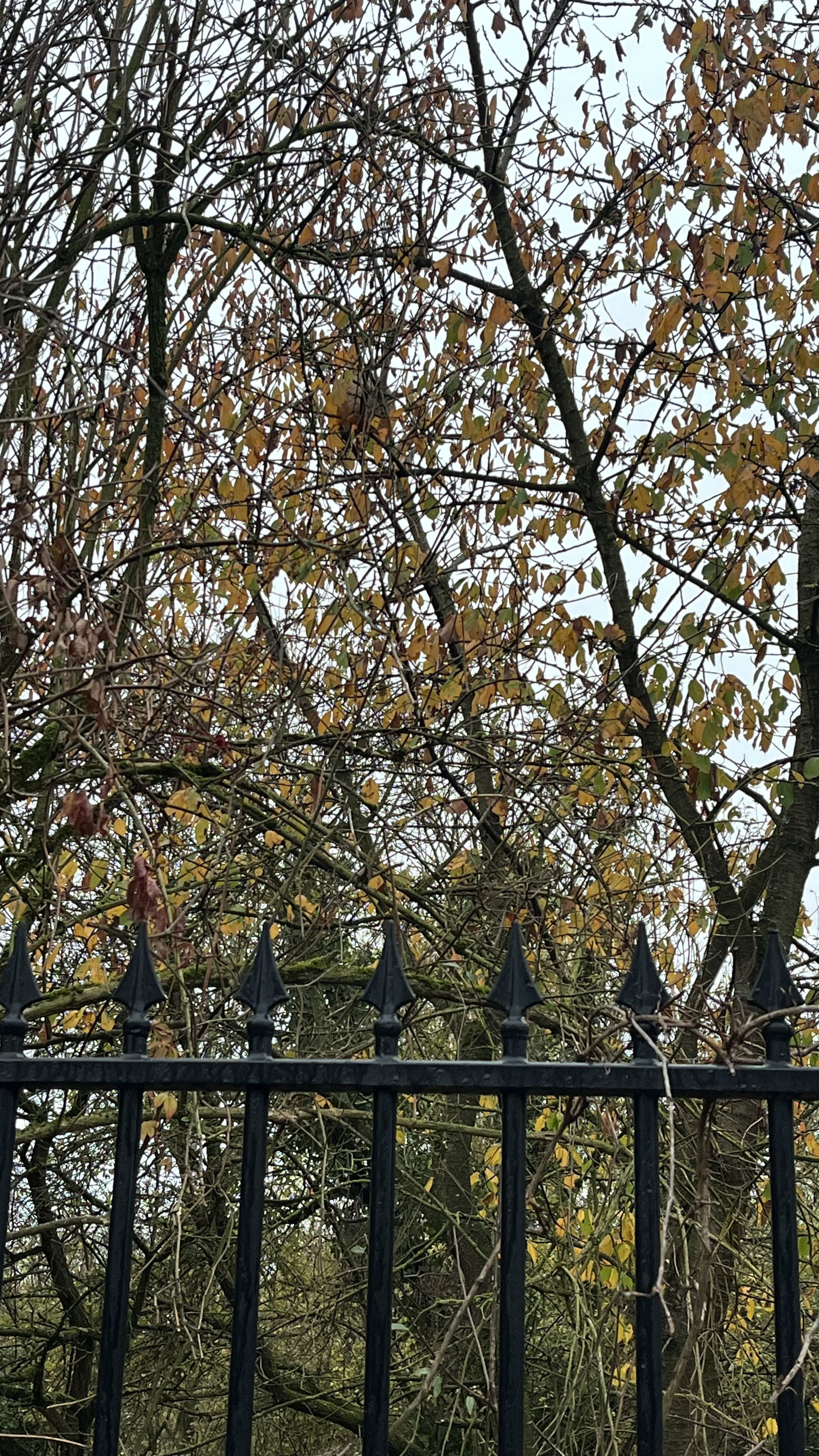 Photo du nid de frelon asiatique signalé à Neuilly-Plaisance