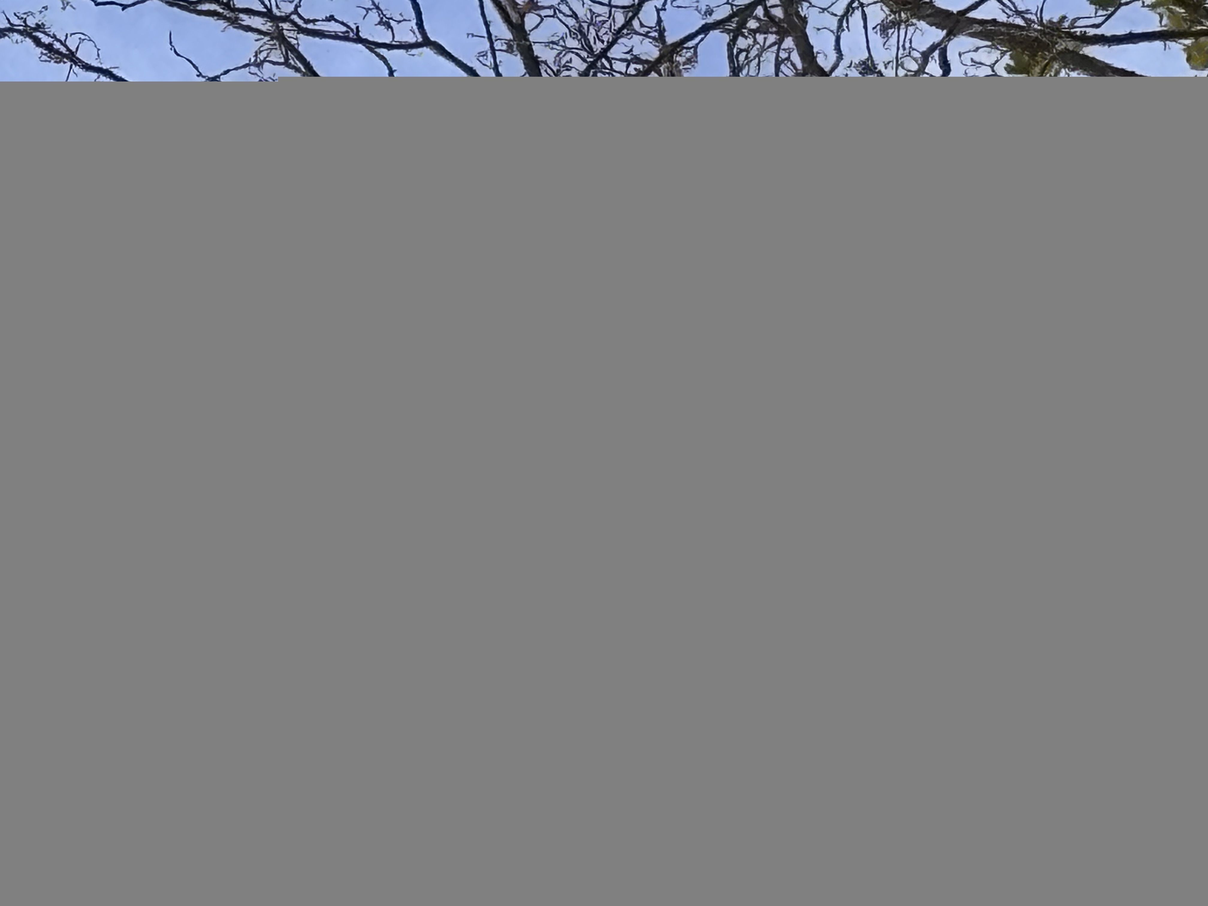 Photo du nid de frelon asiatique signalé à Bornel