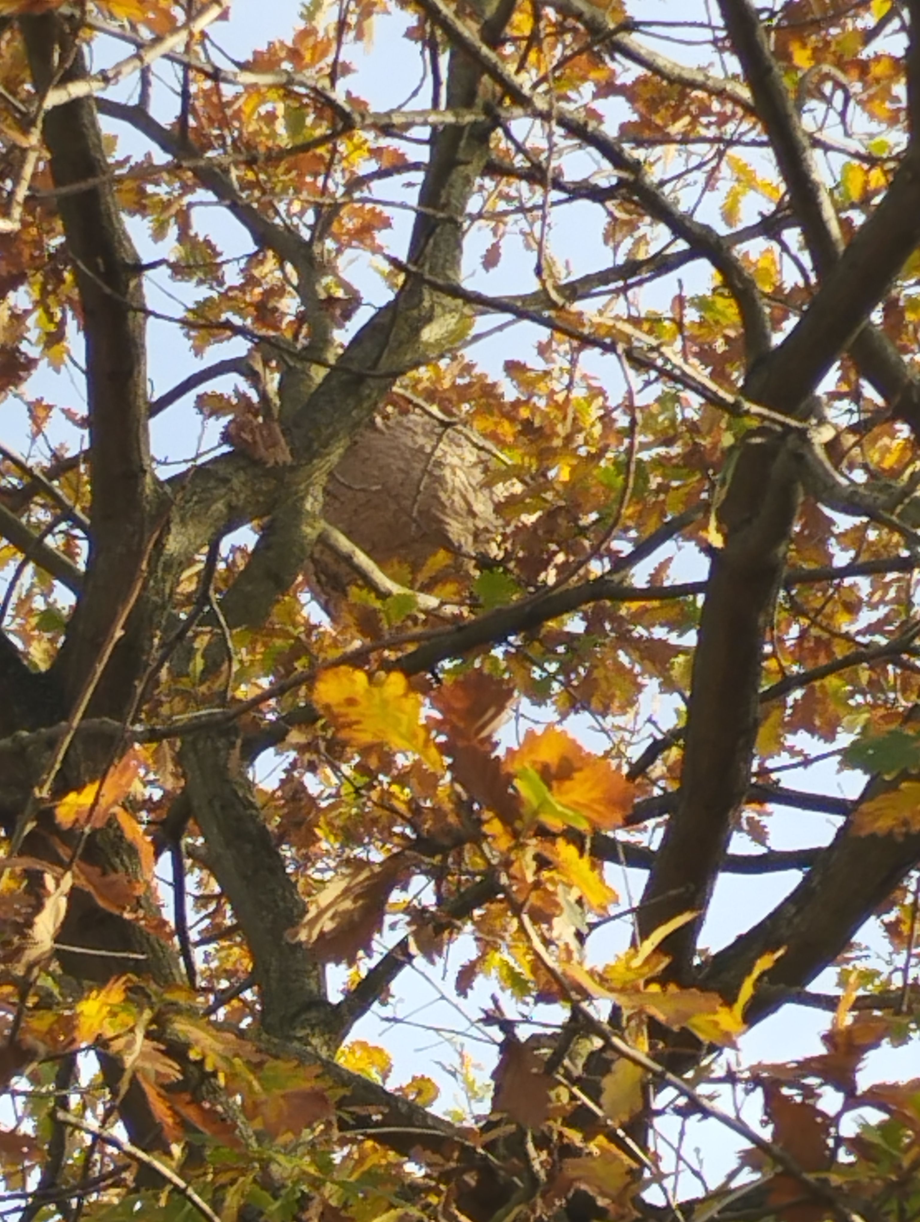 Photo du signalement #148