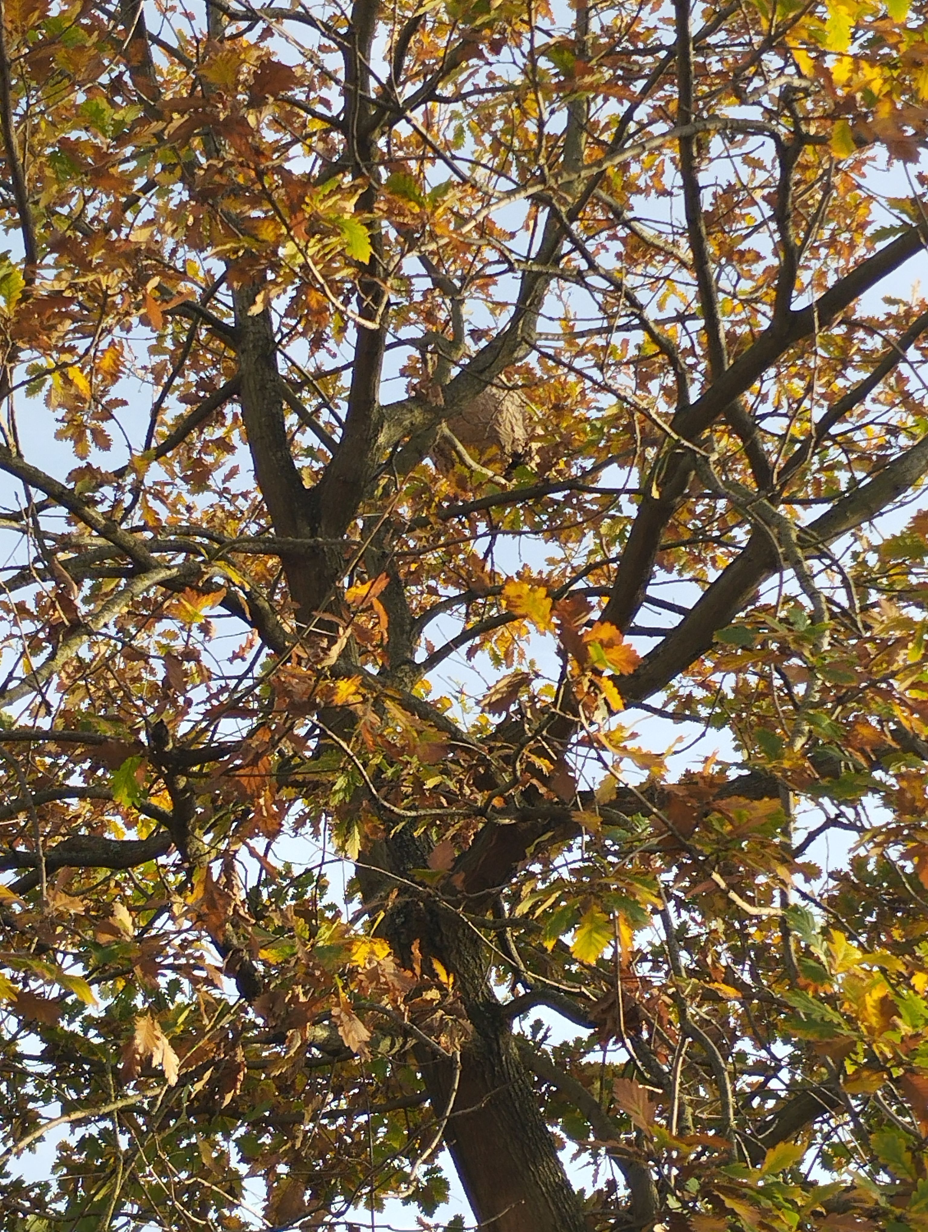 Photo du nid de frelon asiatique signalé à Argenteuil