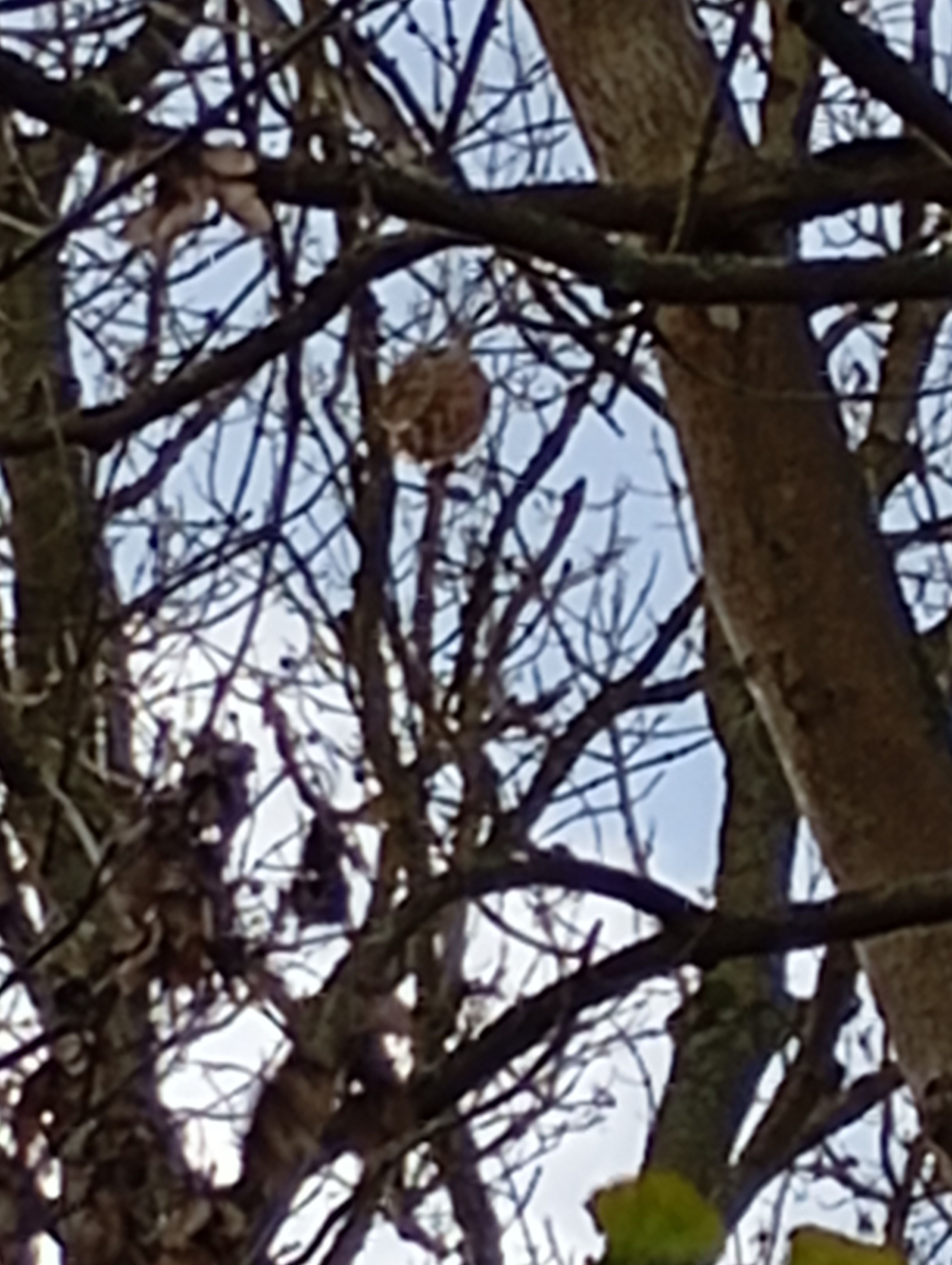 Photo du nid de frelon asiatique signalé à Brenouille