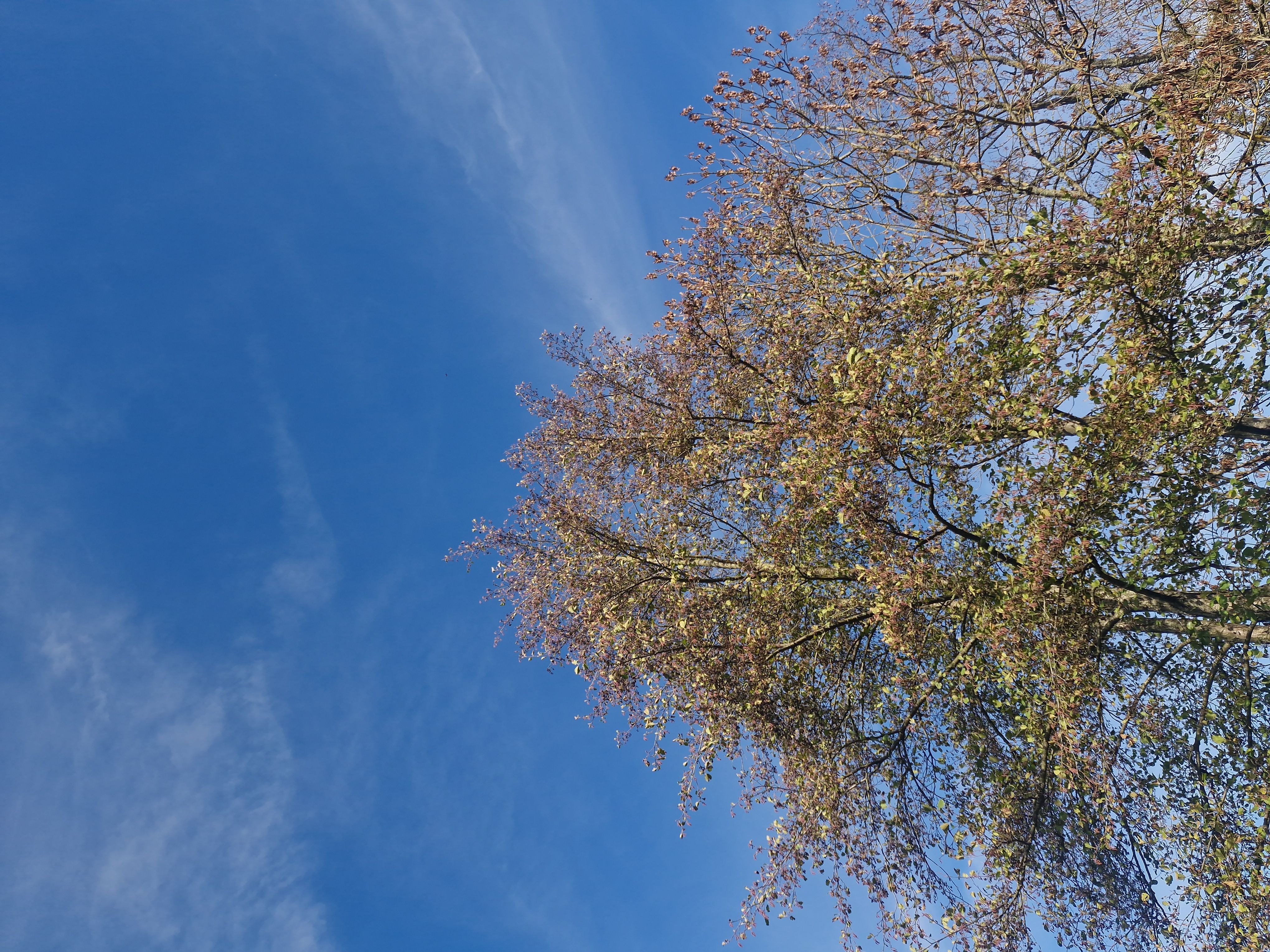 Photo du nid de frelon asiatique signalé à Saint-Vit