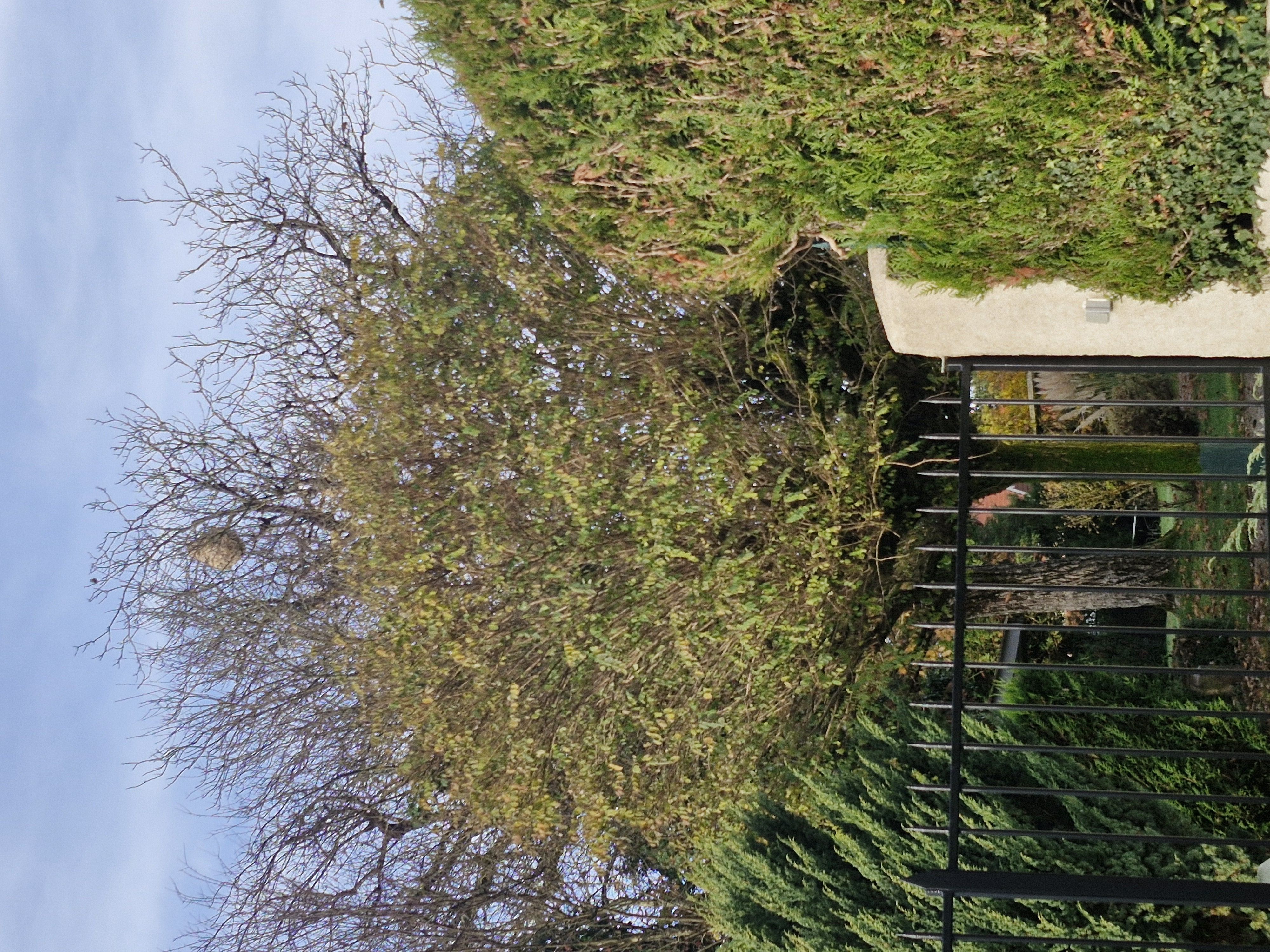 Photo du nid de frelon asiatique signalé à Bouclans