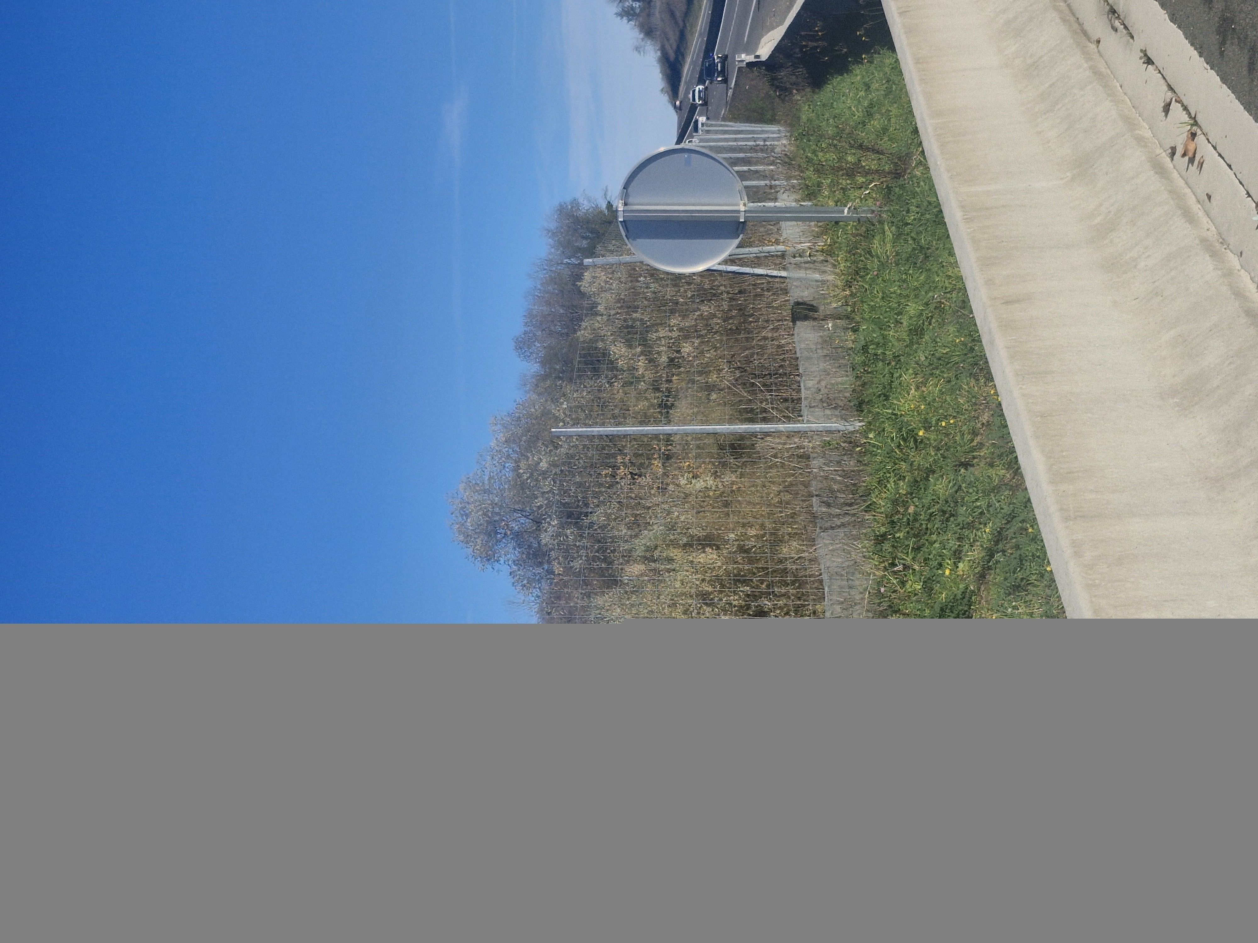 Photo du nid de frelon asiatique signalé à Miserey-Salines